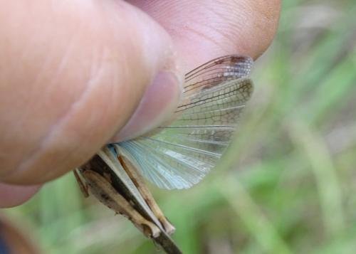 Aiolopus strepens